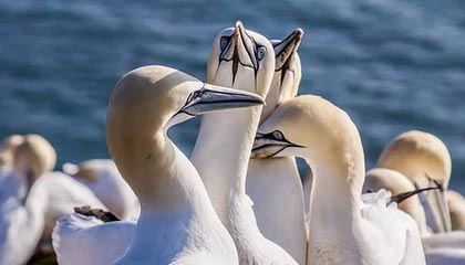 CBA赛后声音汇总，曼联教练决定引发讨论