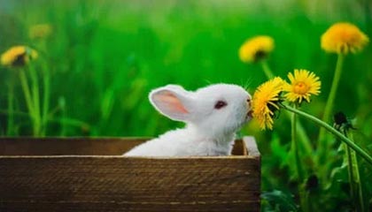 NBA赛后声音汇总，杜兰特裁判判罚成焦点，云体育入口相关讨论开始增多